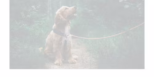 Dignipets Worcester Pet Memorial Walk