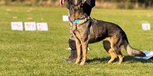 Intenzivn\u00ed tr\u00e9nink Rally Obedience ROZ - RO3