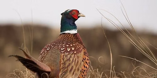 Cottonwood County Pheasants Forever Banquet