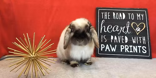 Appleton Adoption Event- Petco East