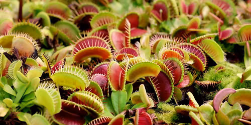 HOMESCHOOL POP UP SCIENCE: Creepy Chemistry and Plant Biology!
