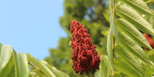 Sumac - Foraging & Botanical Dyeing