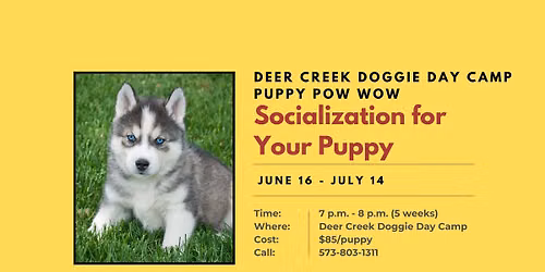 Puppy Pow Wow - Socialization for Your Puppy