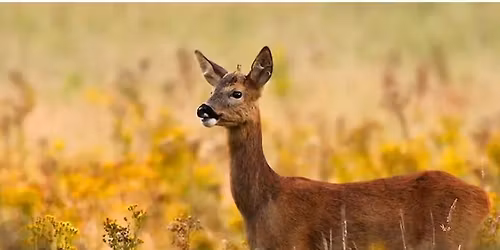 Talk: Deer of Lincolnshire