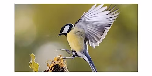 Henry\u2019s Lime Ridge: Birding and Wildlife Photo Walk at Princess Point