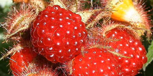 Wineberry Picking