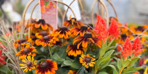 Fall Planter Workshop