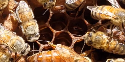 December Monthly Meeting