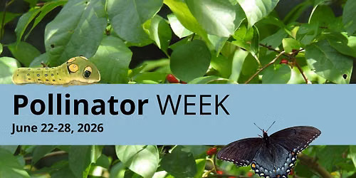 Rapid City Pollinator Week Celebration