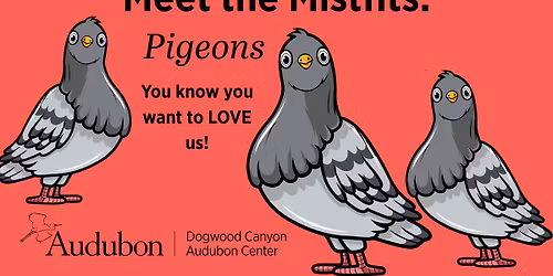 Meet the Misfits: Pigeons