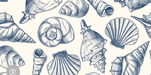 Draw and Paint Sea Shells from the Seashore