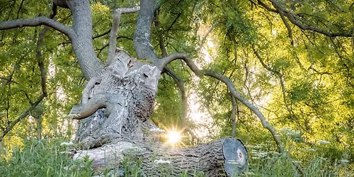 The Trees of Haddon Medieval Park 