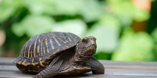 Family Nature Night: Reptile Rendezvous