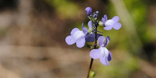 Wildflowers of Marine Park