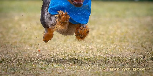 Wiener Dog Derby at Tampa Bay Downs Oktoberfest