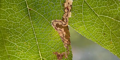 LEAF MINE WORKSHOP WITH ANDY & MELISSA BANTHORPE