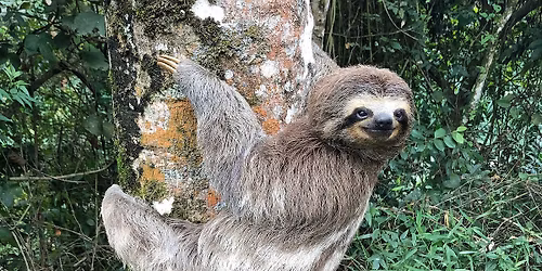 Sloth World Protest - FWC, Revoke the Permit!