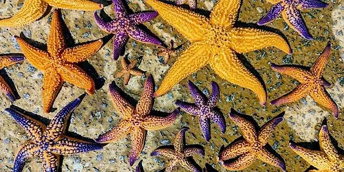 Invasive Seastar Clean up 91