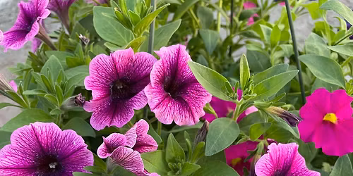 Plant Sale 
