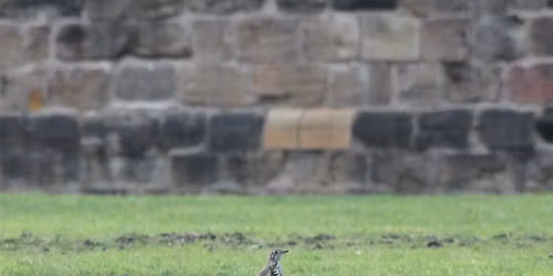 Big Castle Birdwatch