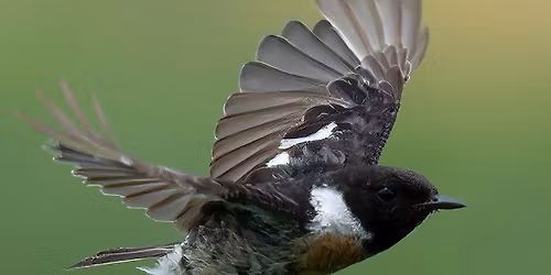 RSPB Walk: Bushy Park