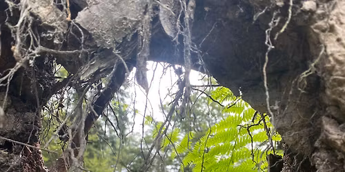 Plant Medicine Circle