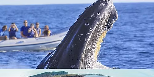 PUERTO VALLARTA, AVISTAMIENTO DE BALLENAS, SAYULITA, TEQUILA Y M\u00c1S...