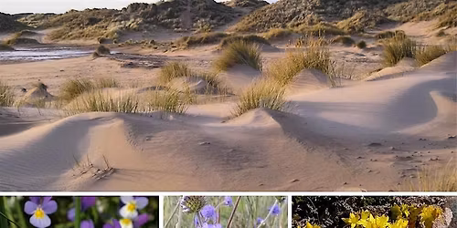 Dynamic Dunes and Fabulous Flowers