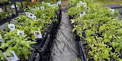 Victory Gardeners Heirloom Plants Sale