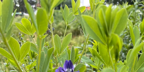 Wildflower Walk