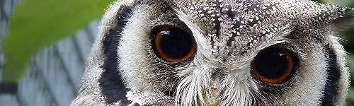 Animal Encounter with Kirkleatham Owl Centre