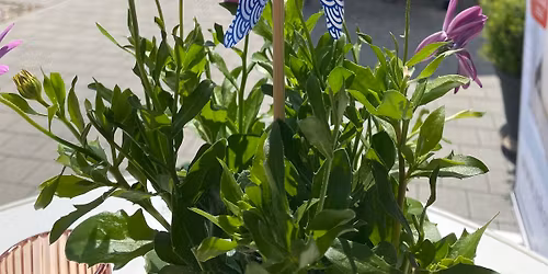 Hof- und Kellerfest 2026