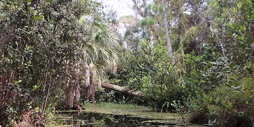 Upper Loxahatchee River in Jupiter