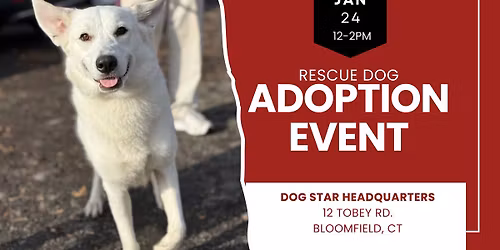 Adopt a Rescue Dog in Bloomfield CT