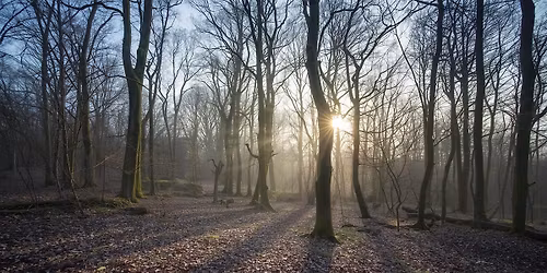 Weekly Wednesday Forest Bathing at Beacon Fell