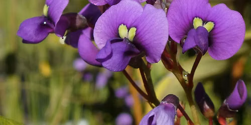 Eric Mobbs Bushcare Group (4th Sunday of the month 10am - 1pm)