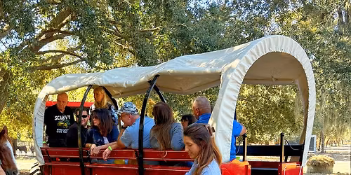 Mini Cow Safari - Pet Highland Cows & Mini Donkeys!