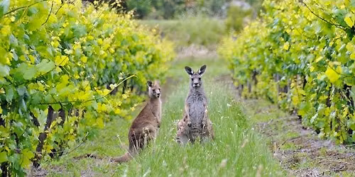 Tanunda Craft Fair March Madness