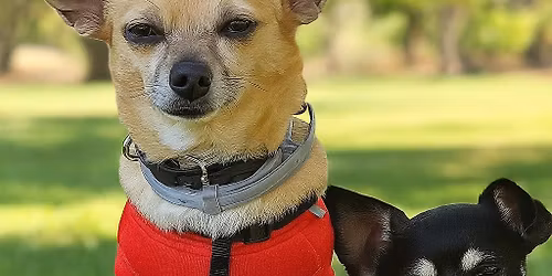 \ud83c\udf0a\ud83d\udc3e Beach Dog Pack Walk + Pup Meetup! Park 3-4pm, walk 4-5pm. Come for one or both! Pee-Wee Paws \ud83d\udc36