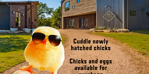 Driftwood at The Evening Muse