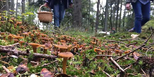 Svampetur ved Syvårssøerne (Billund)