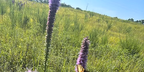 Into to iNaturalist & Wildflower Walk 