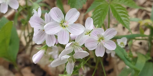 Spring Ephemerals Walk on the MSU Campus