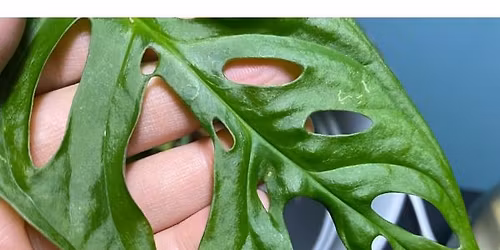 Plant-Based Mindfulness for Clinical Practice