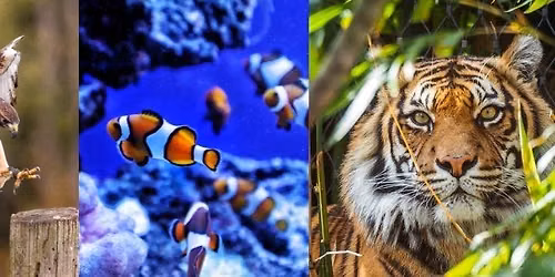 Baltimore Wildlife: Furs of the Zoo & Fins of the Deep
