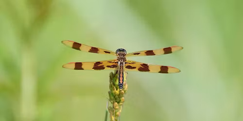 An Afternoon With Friends: Natural History of Dragonflies