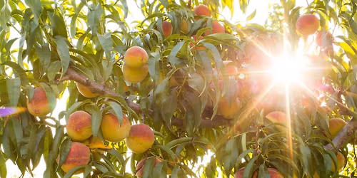 Annual Peach Festival