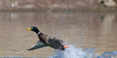 Wild Waterfowl Safari - Free Children's Program (Recommended for Ages 3-5)