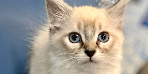 Kitten Yoga to Benefit Fancy Cats & Dogs Rescue Team