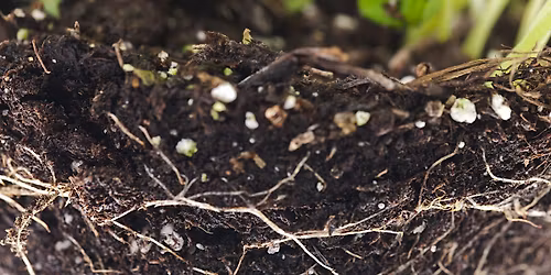 The Hidden World Below: The Soil Food Web